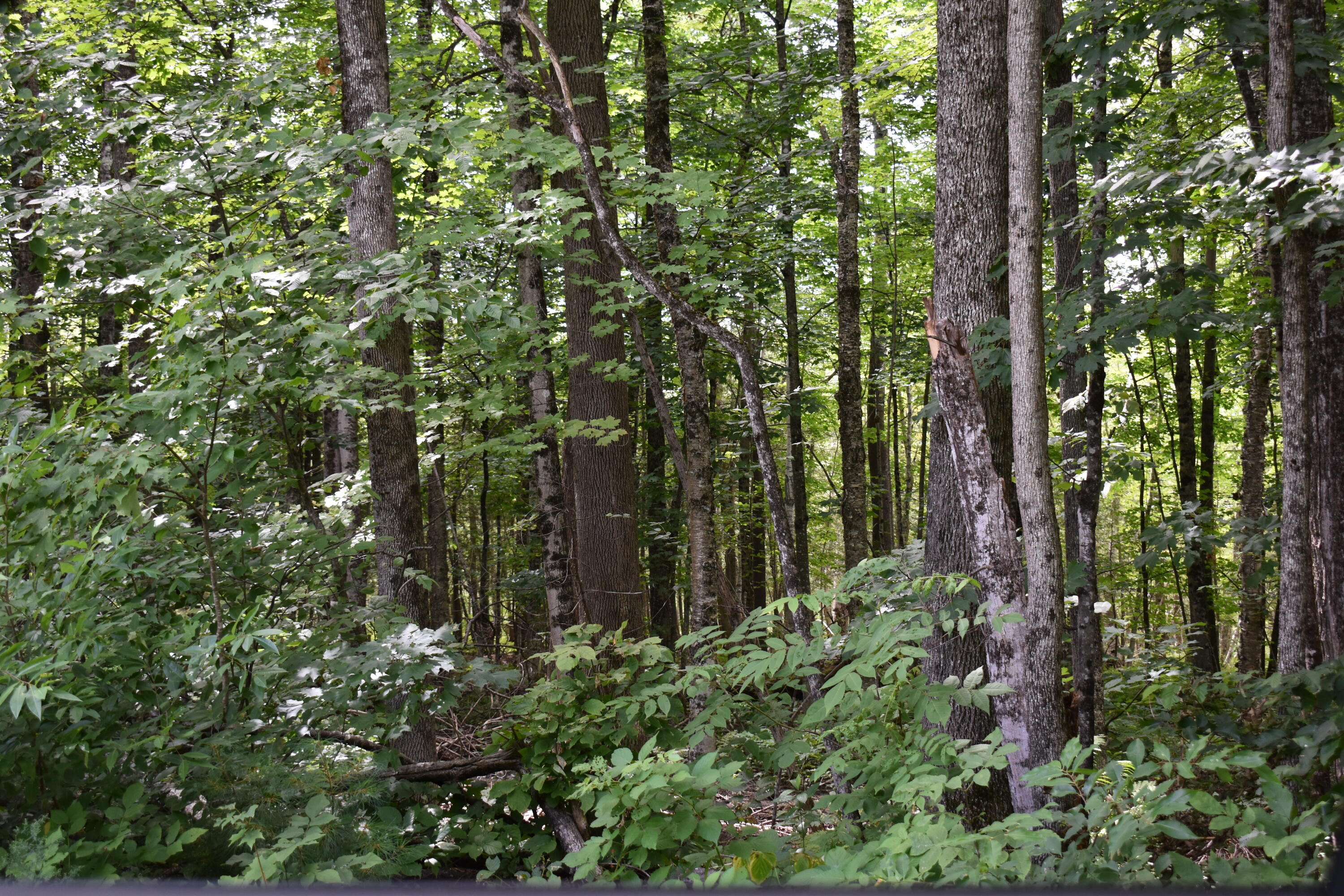 Lot 14-03 Higgins Road Pittsfield, ME 04967 - Photo 3 of 5 DSC_0616
