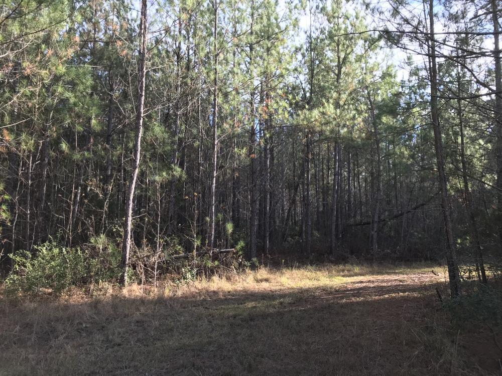 0 Roper Woods Rd Lake Lake City, SC 29560 - Photo 2 of 6 2