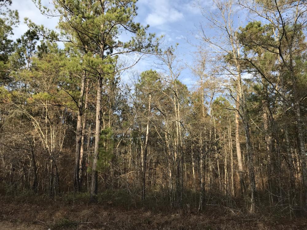0 Roper Woods Rd Lake Lake City, SC 29560 - Photo 3 of 6 3