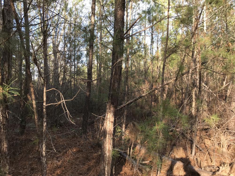 0 Roper Woods Rd Lake Lake City, SC 29560 - Photo 5 of 6 5