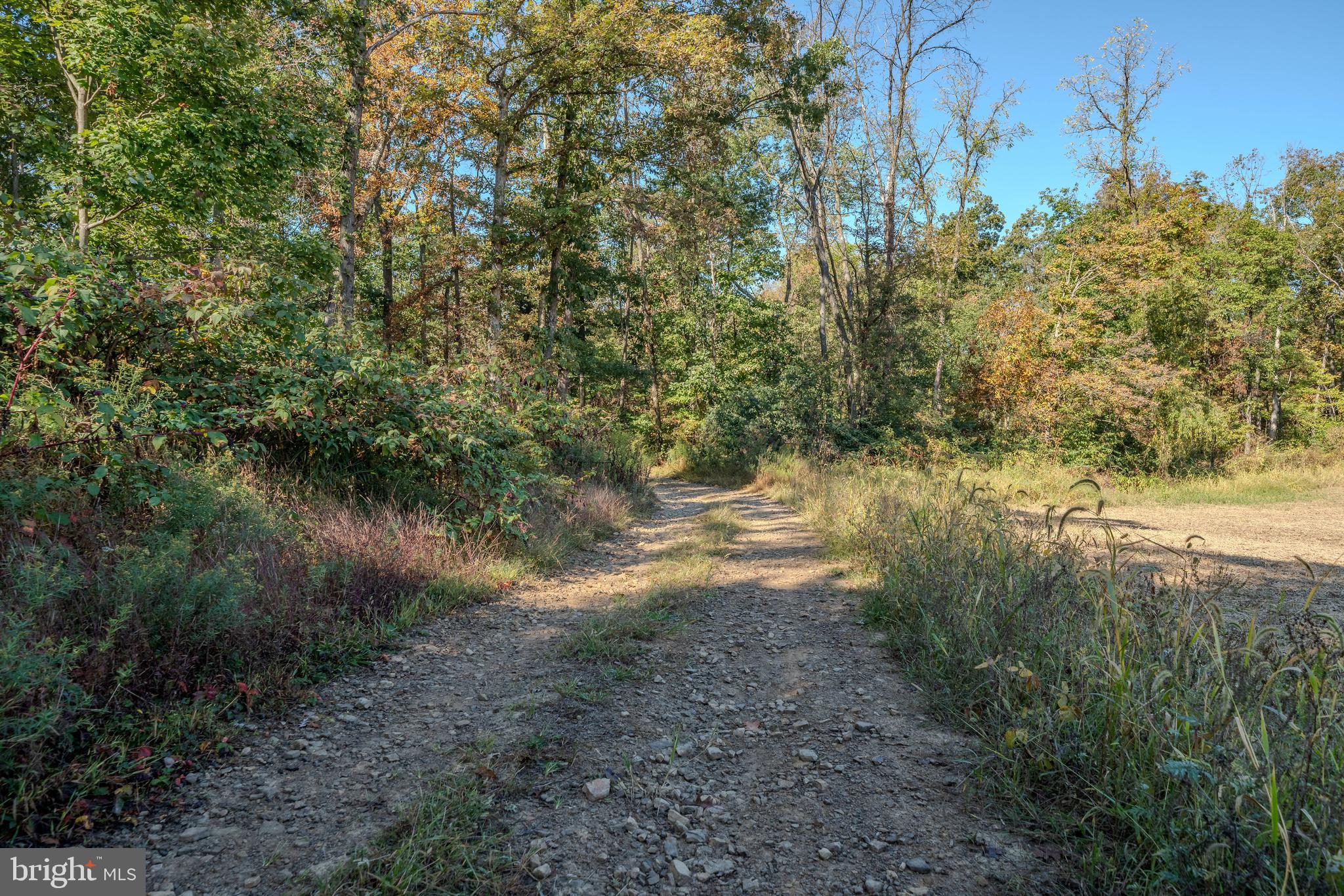 0 Smalsh Barrick Road, Unit 3 PARCEL Middleburg, PA 17842 - Photo 5 of 14 a view of a yard with a tree
