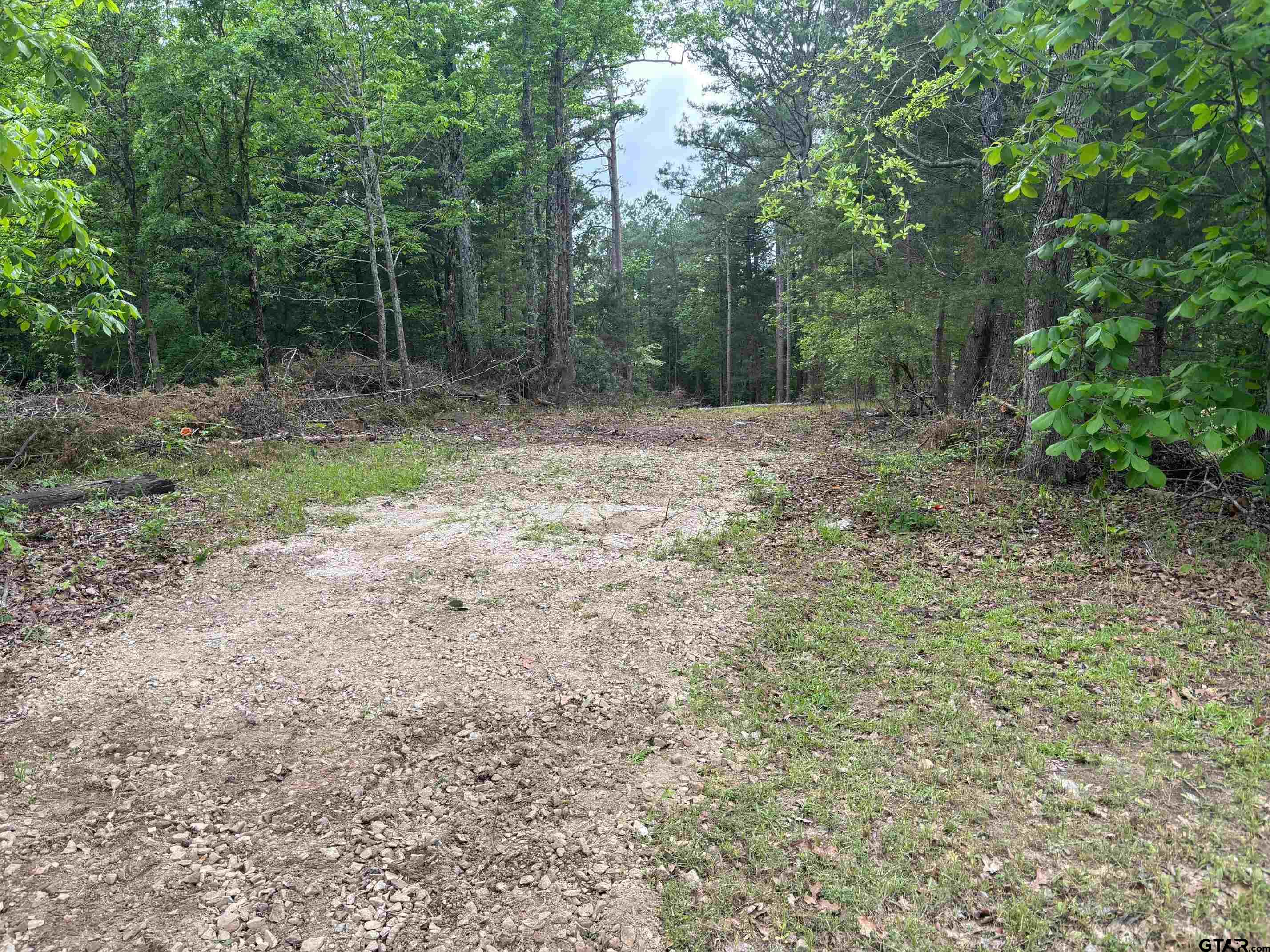 Tbd Zinnia Road Diana, TX 75640 - Photo 2 of 3 a view of a forest with trees in the background