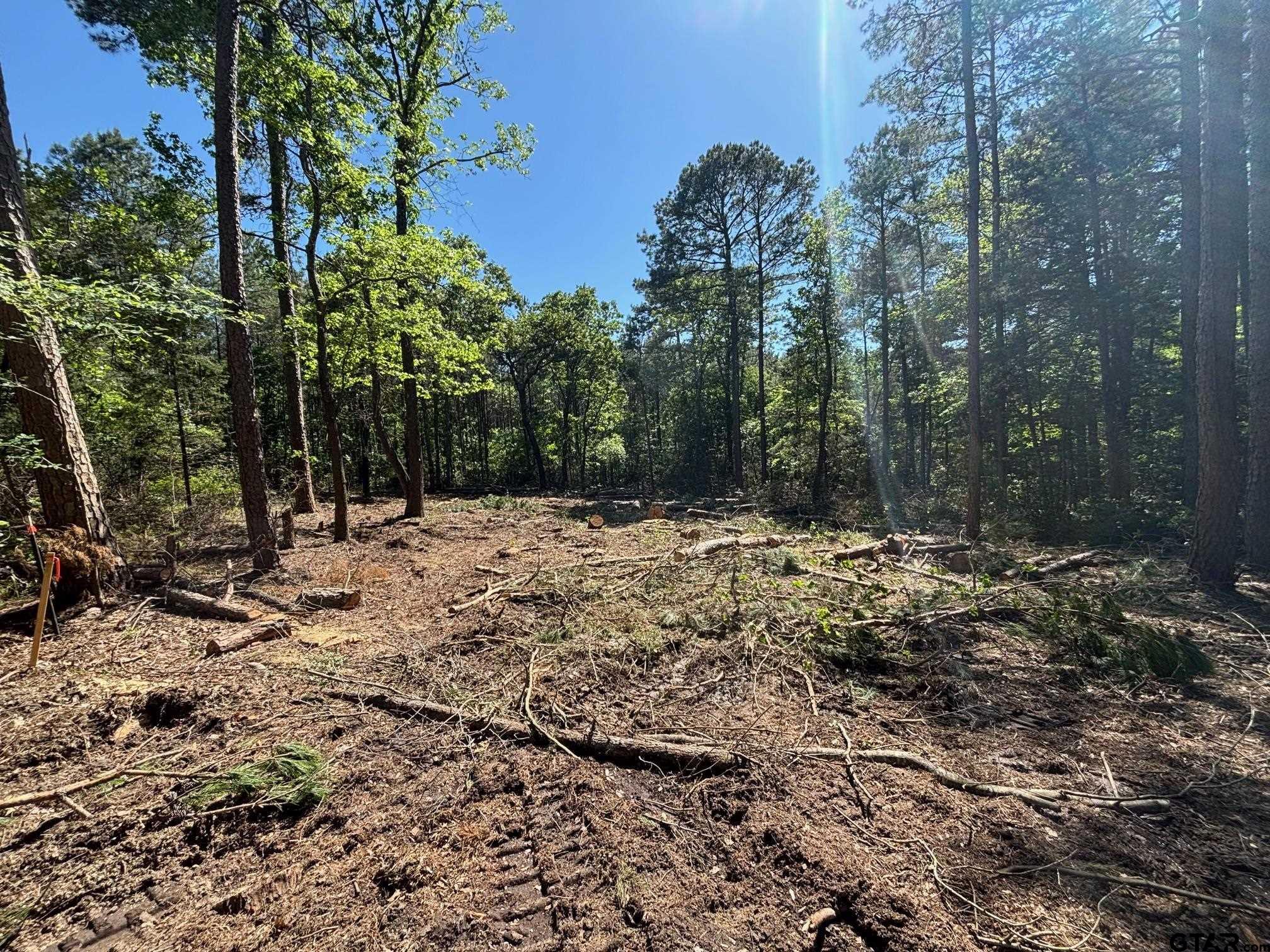 Tbd Zinnia Road Diana, TX 75640 - Photo 3 of 3 a view of road covered with trees