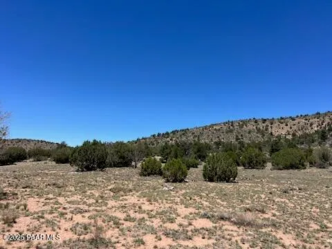 a view of a dry yard with trees in the background
