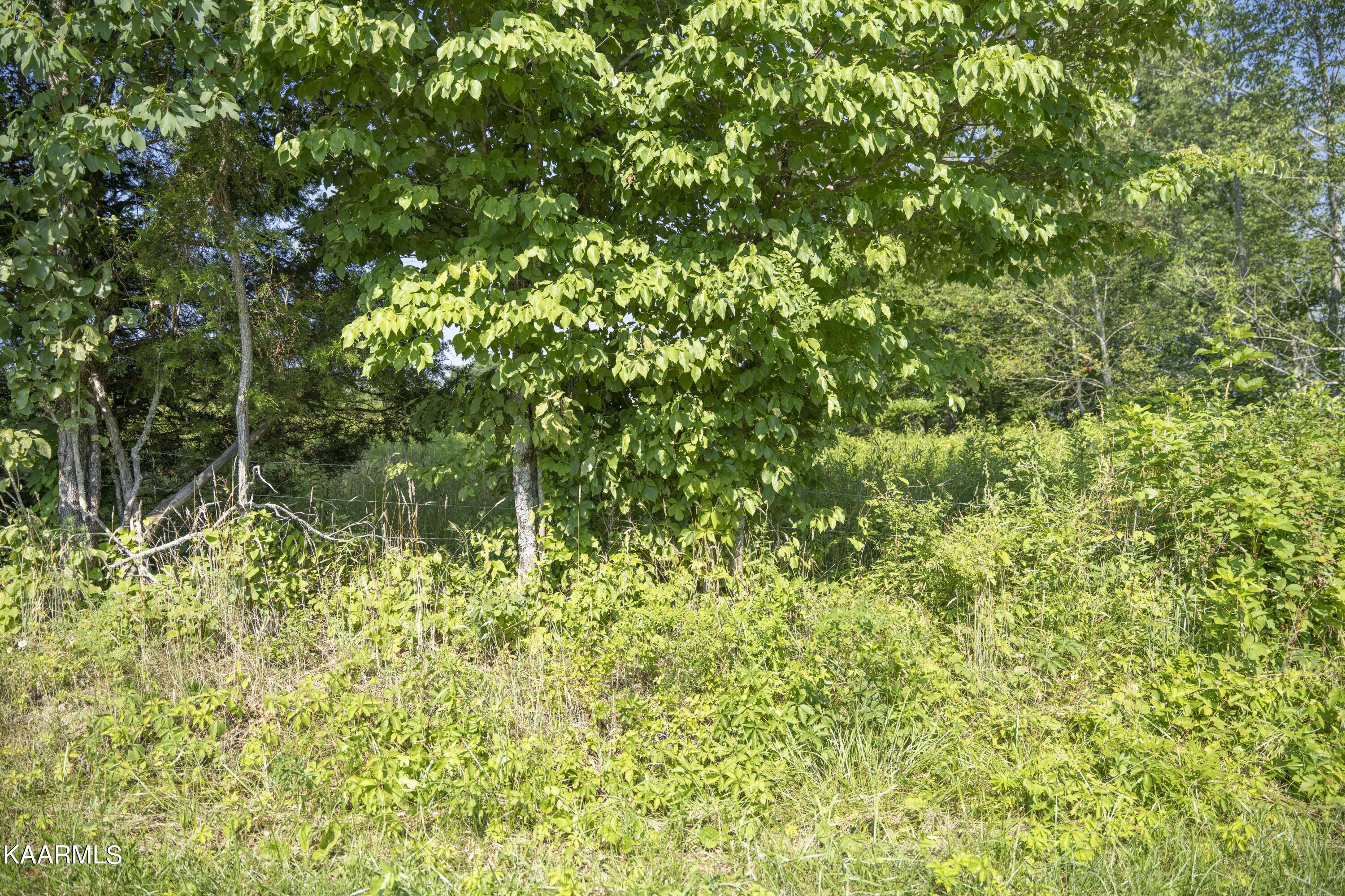 103 Flat Rock Road Deer Lodge, TN 37726 - Photo 2 of 9 RIV09741e1-min