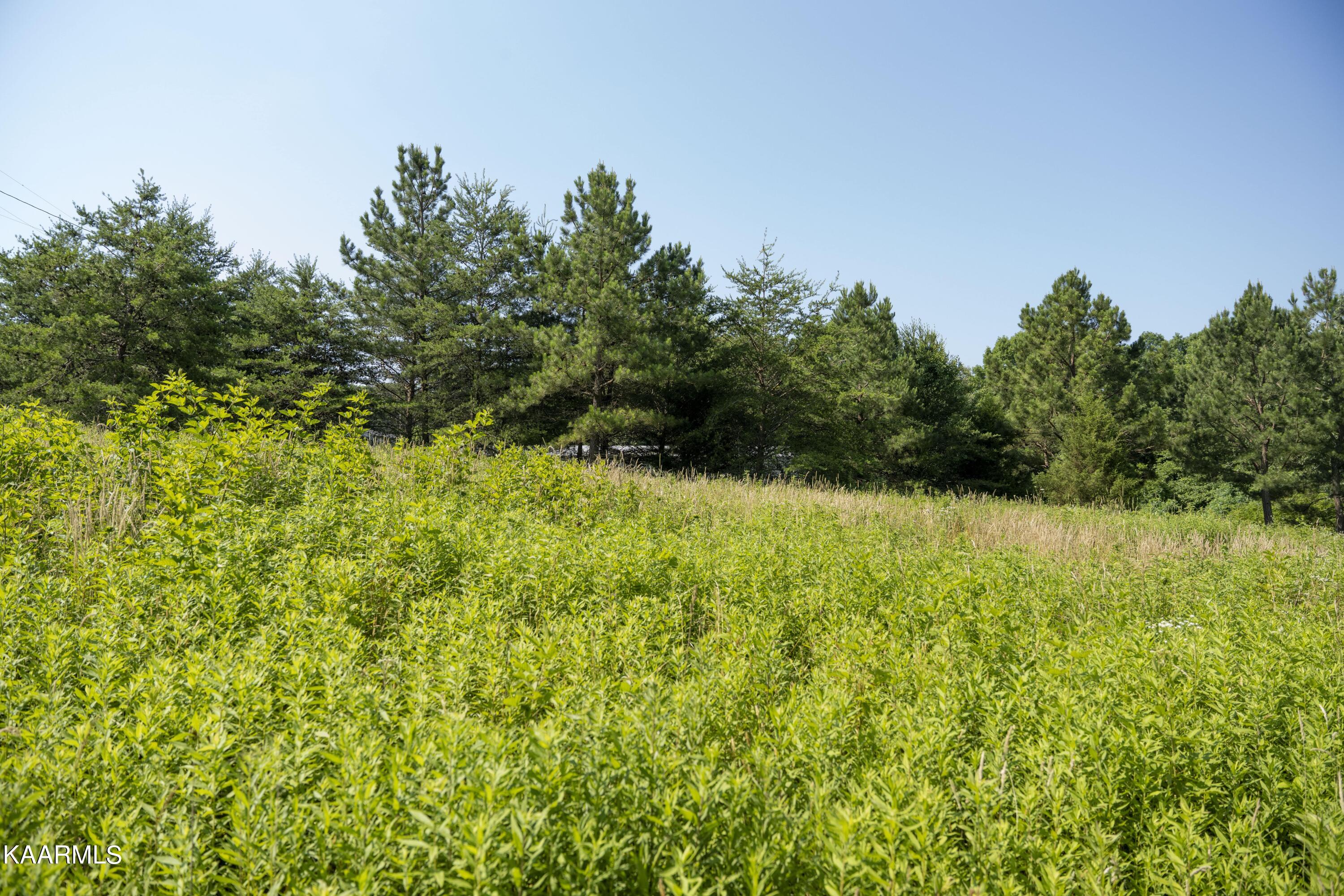 103 Flat Rock Road Deer Lodge, TN 37726 - Photo 6 of 9 RIV09750e1 (1)-min