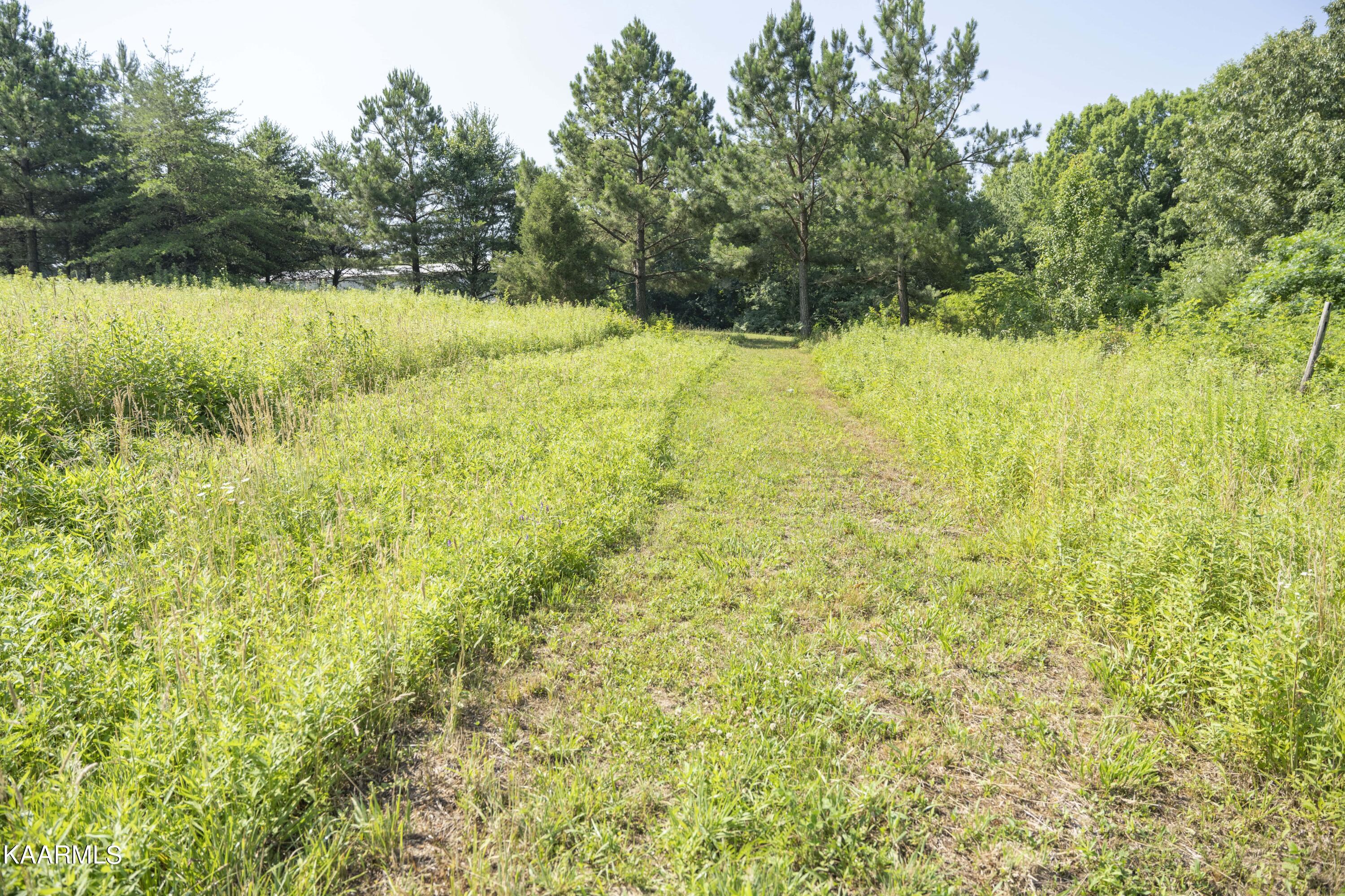 103 Flat Rock Road Deer Lodge, TN 37726 - Photo 7 of 9 RIV09754e1 (1)-min