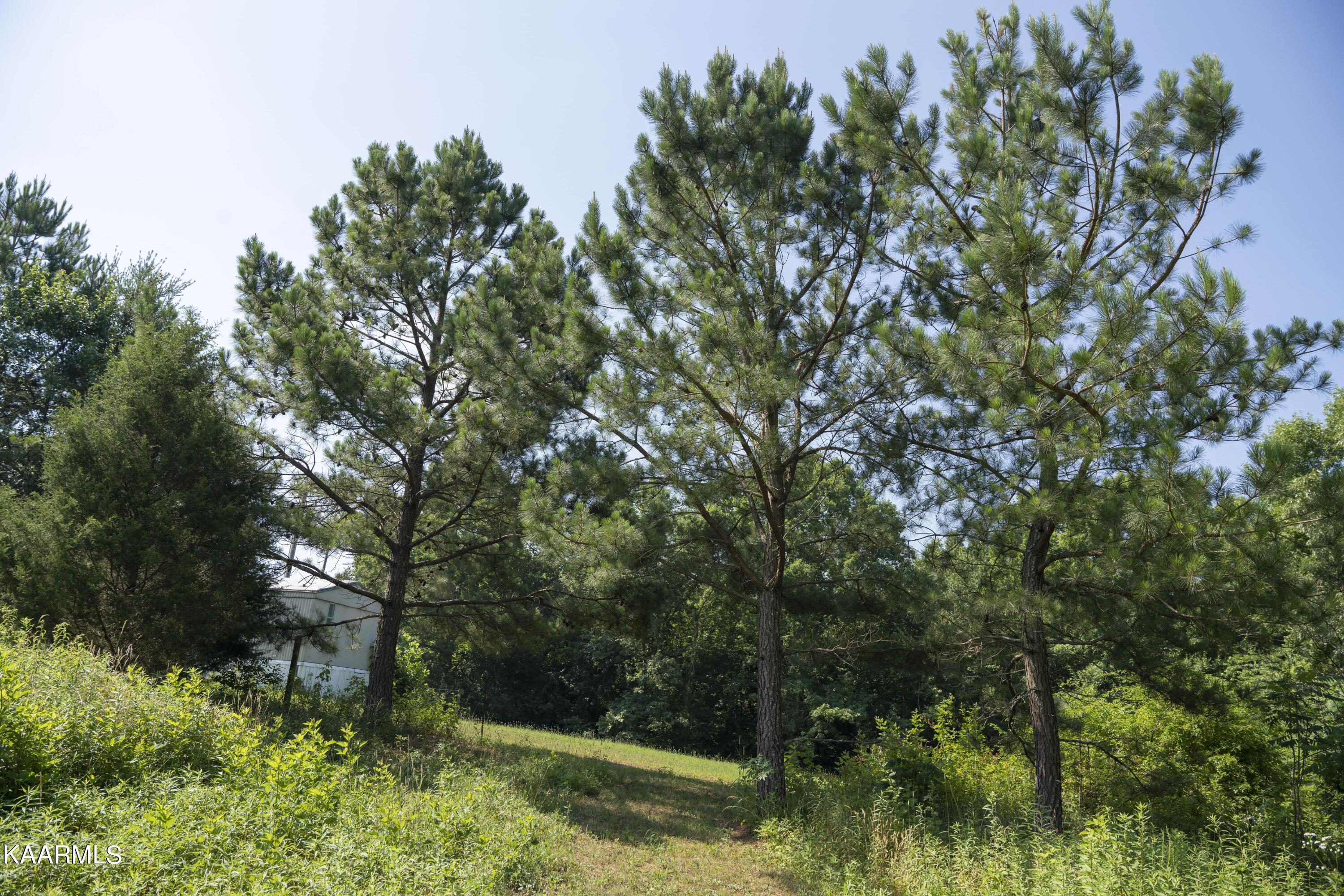 103 Flat Rock Road Deer Lodge, TN 37726 - Photo 9 of 9 RIV09758e1 (1)-min