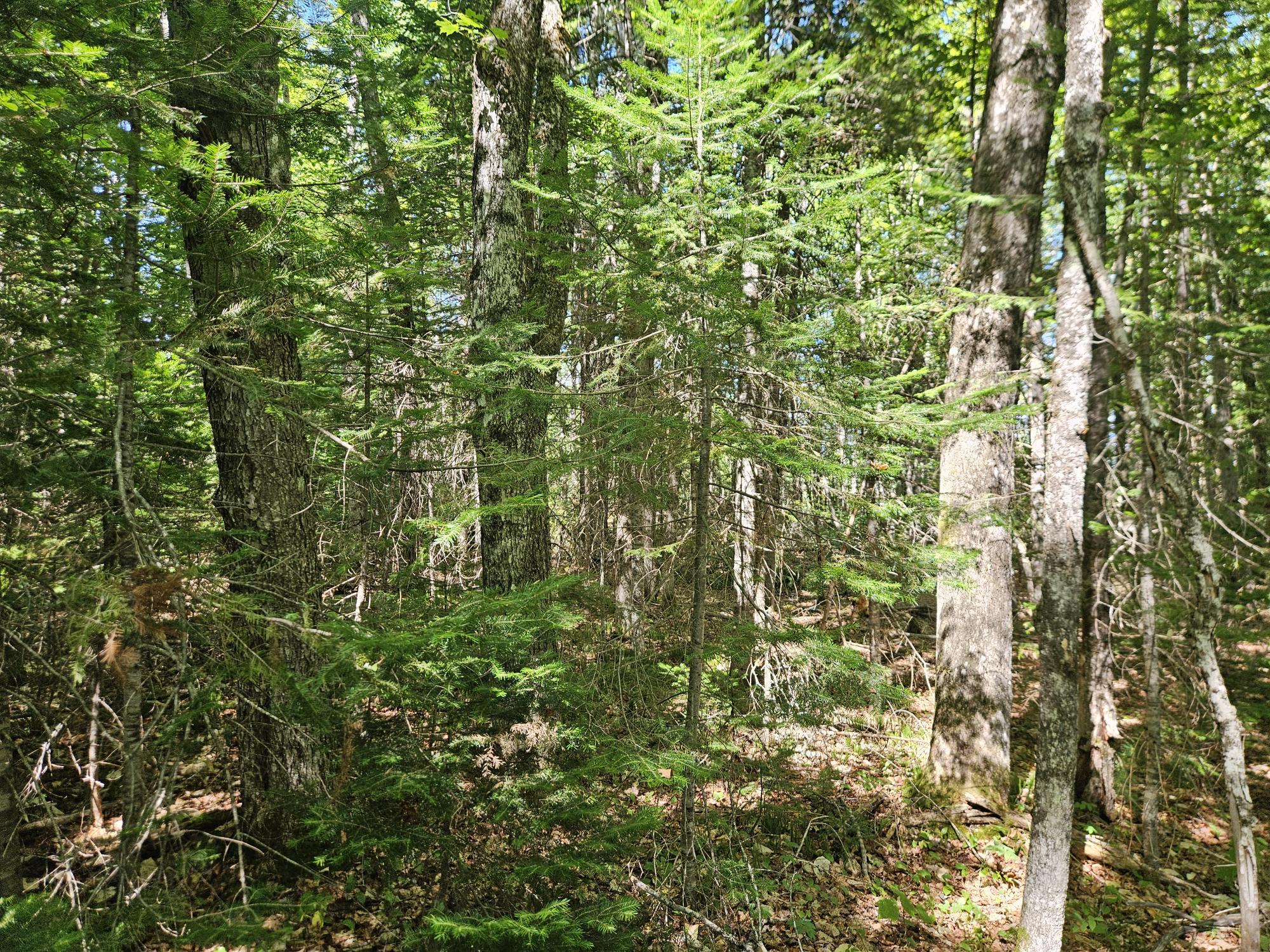 212 Packard Road Monson, ME 04464 - Photo 24 of 41 20250821_142303