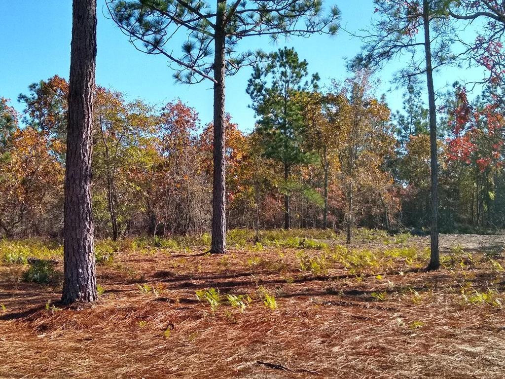 1842 Wire Road Aiken, SC 29805 - Photo 6 of 42
