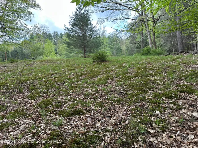 a view of a lush green forest