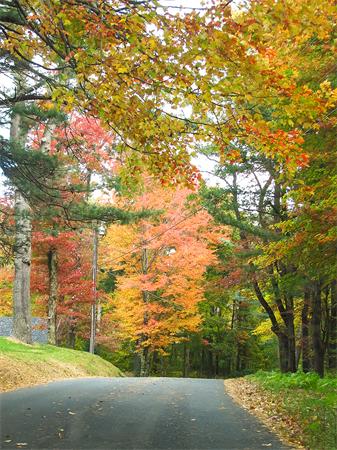 93 Lower Pomeroy Road Montgomery, MA 01085 - Photo 8 of 20 a view of a field with large trees