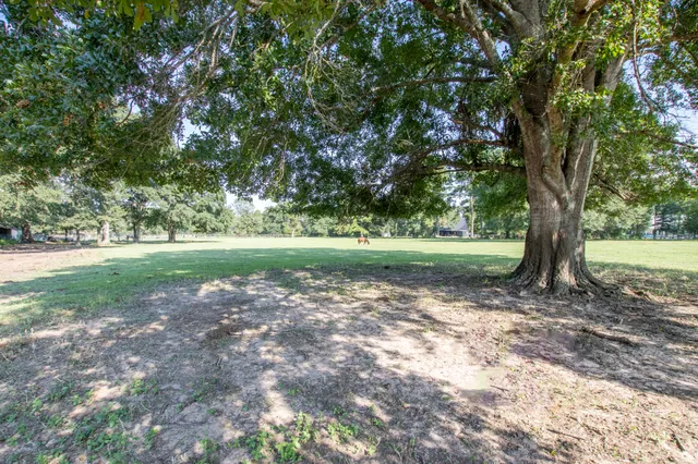 a view of a yard with tree s