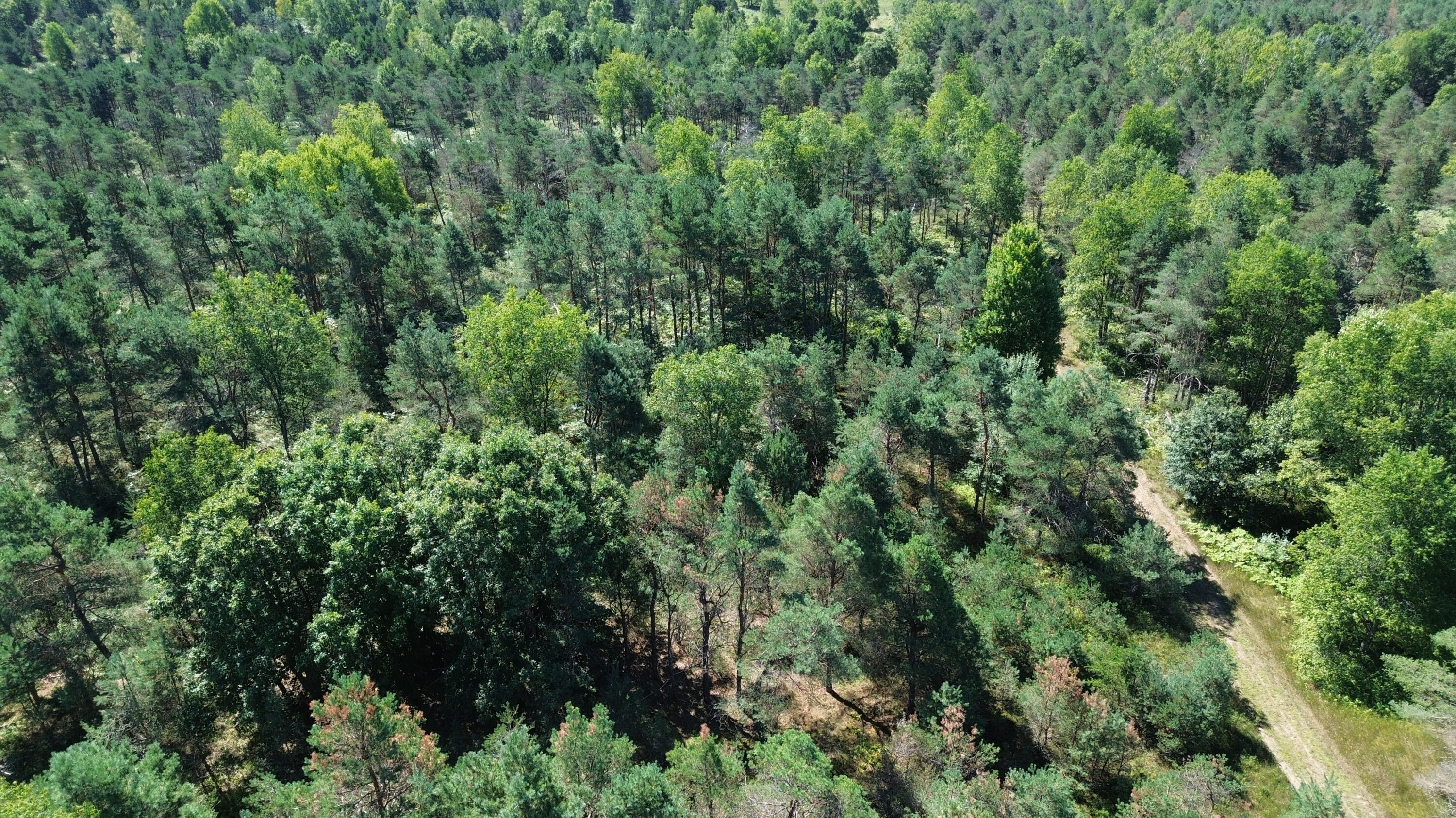 7797 East 13 Mile Road Paris, MI 49338 - Photo 19 of 65 DJI_0253