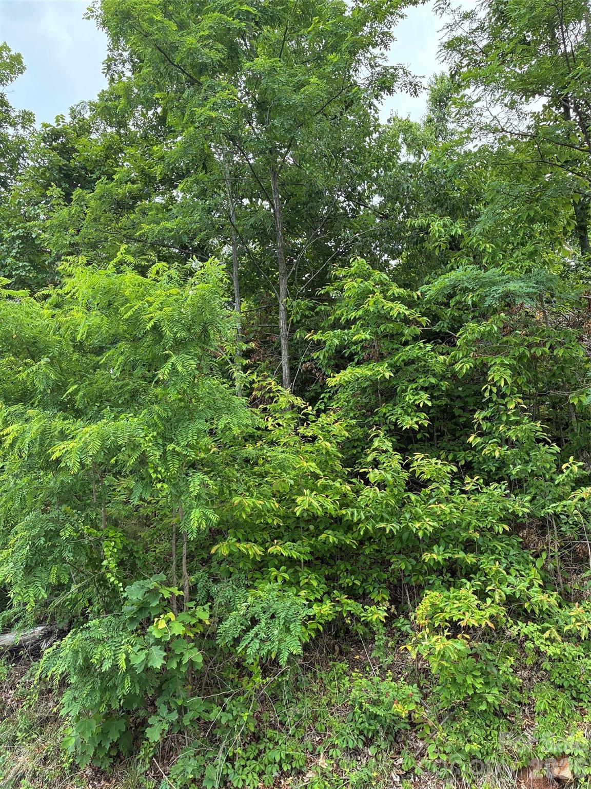 124 Devin Rdg Lane, Unit 124 Union Mills, NC 28167 - Photo 3 of 3 a view of a lush green forest