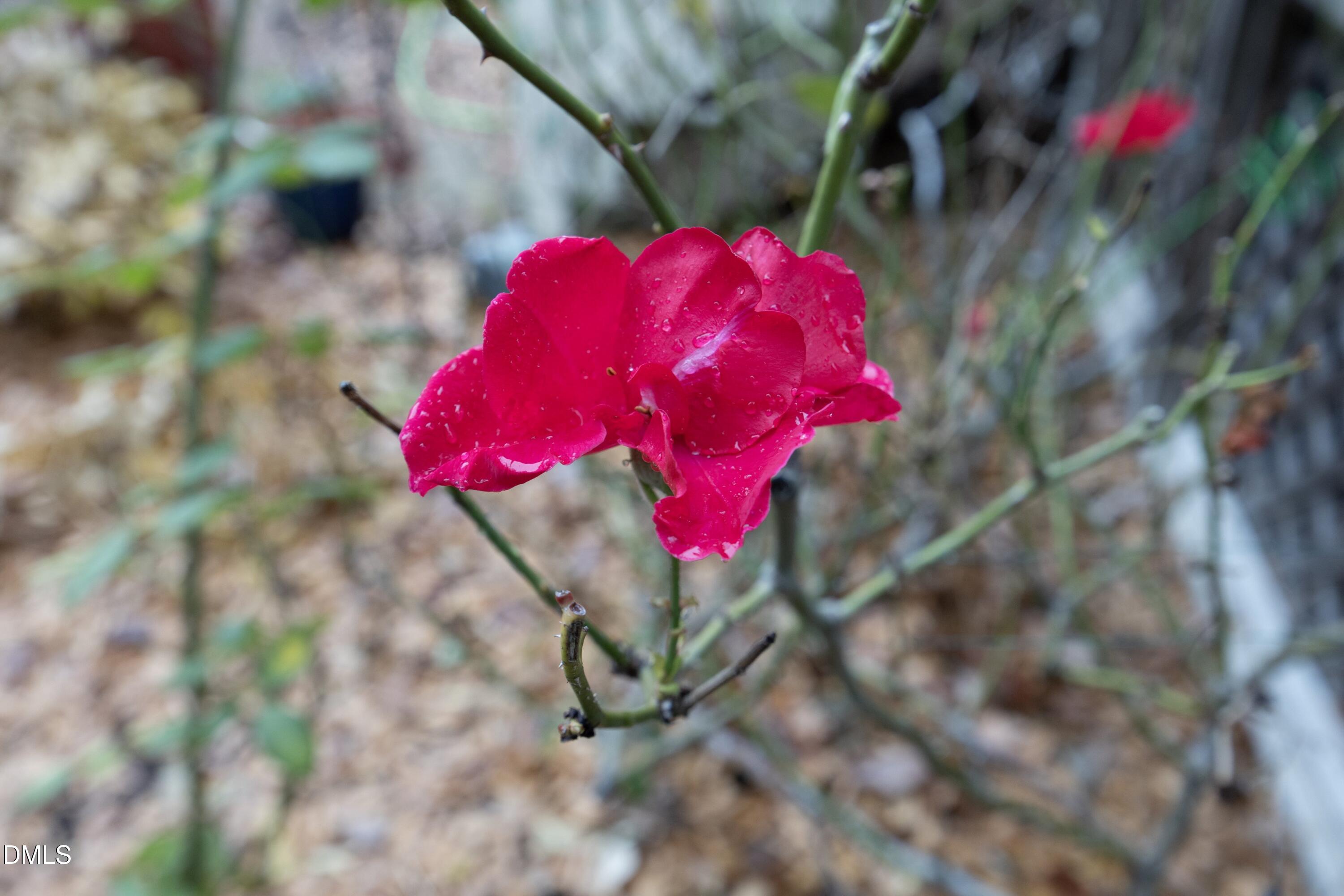 3113 Clark Avenue Raleigh, NC 27607 - Photo 42 of 55 43Rosebush