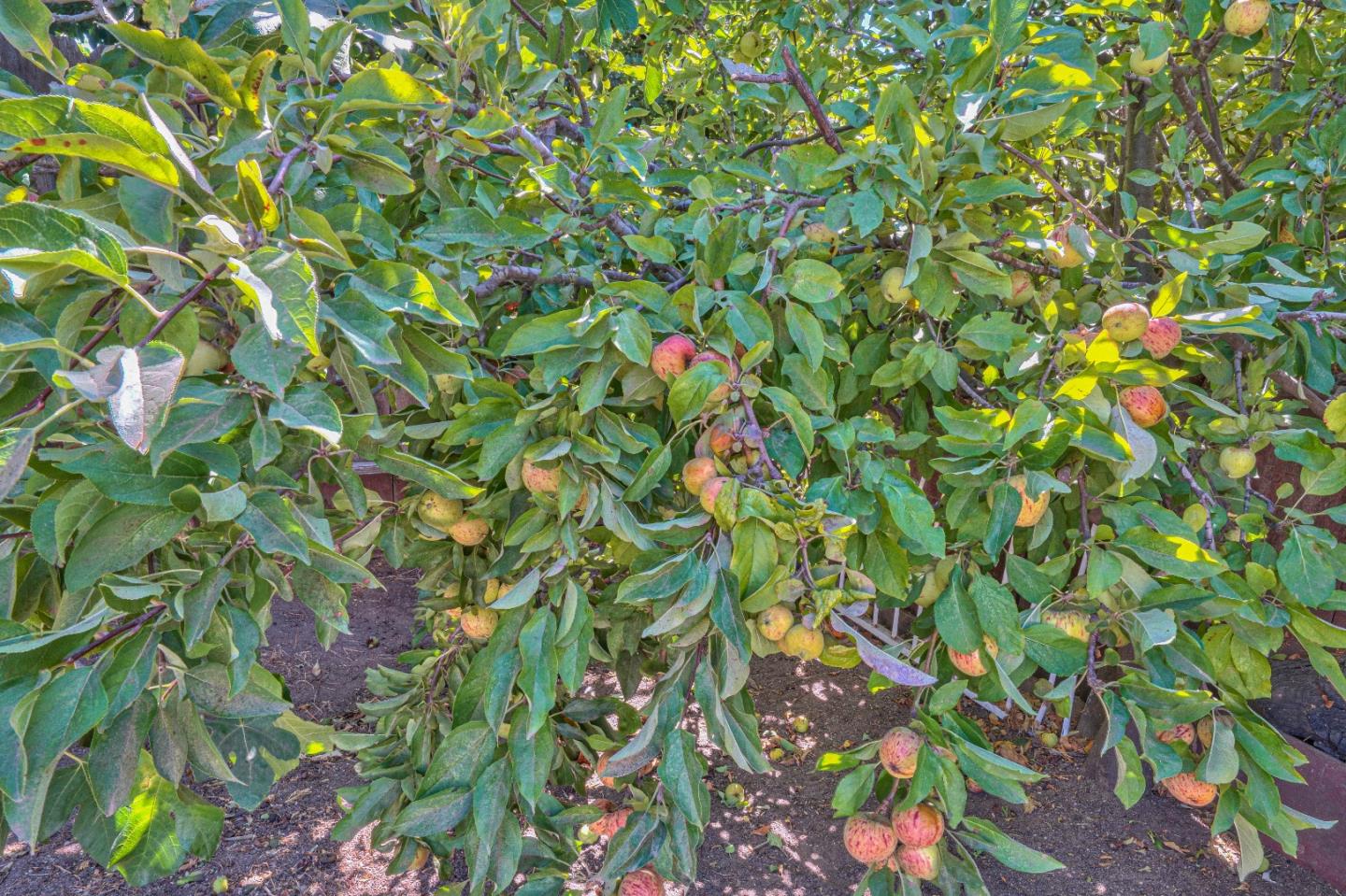 104 Inca Drive Soledad, CA 93960 - Photo 24 of 28 a backyard of a house