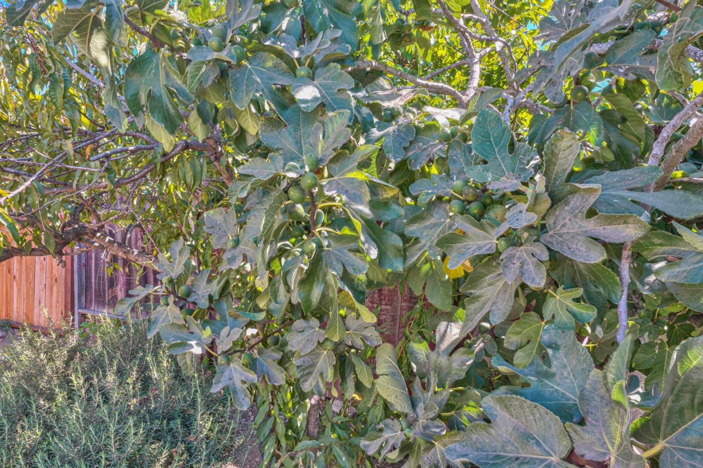 104 Inca Drive Soledad, CA 93960 - Photo 25 of 28 a backyard of a multi story white house