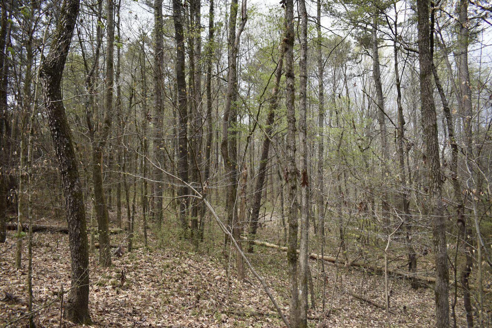 0 East Broomtown Road LaFayette, GA 30728 - Photo 39 of 51 _DSC0321