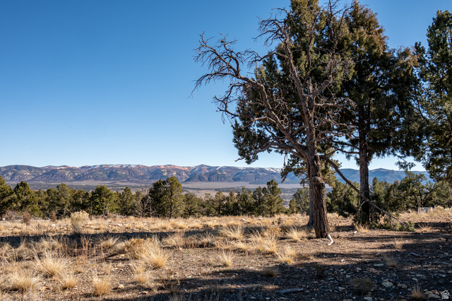 1955 West Mammoth Crk Road Hatch, UT 84735 - Photo 22 of 52 Expansive land featuring mature evergreen trees and natural grasses