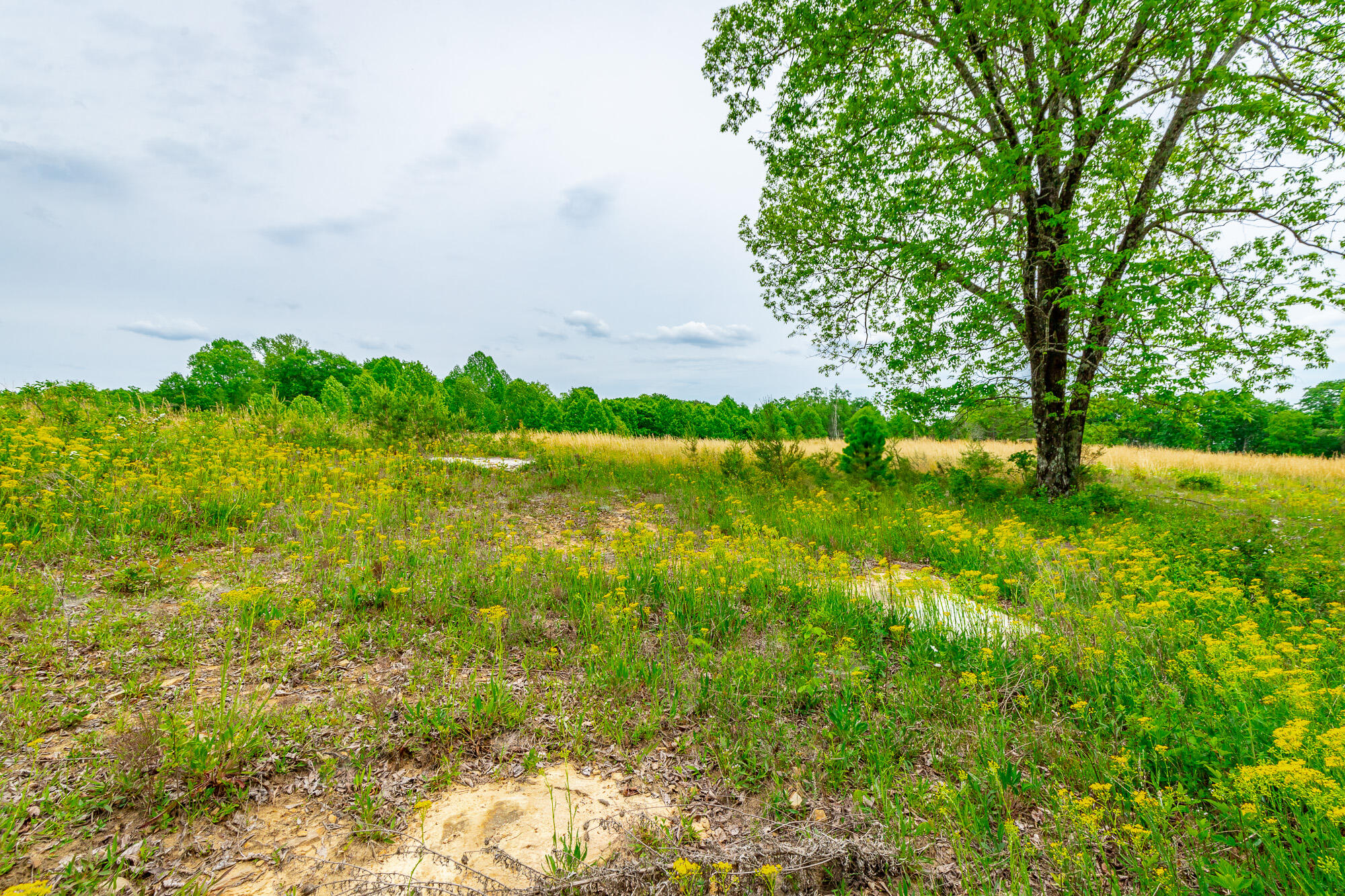 0 Ray Gadd Road Graysville, TN 37338 - Photo 71 of 109 Ray Gadd Road Lot HD-16
