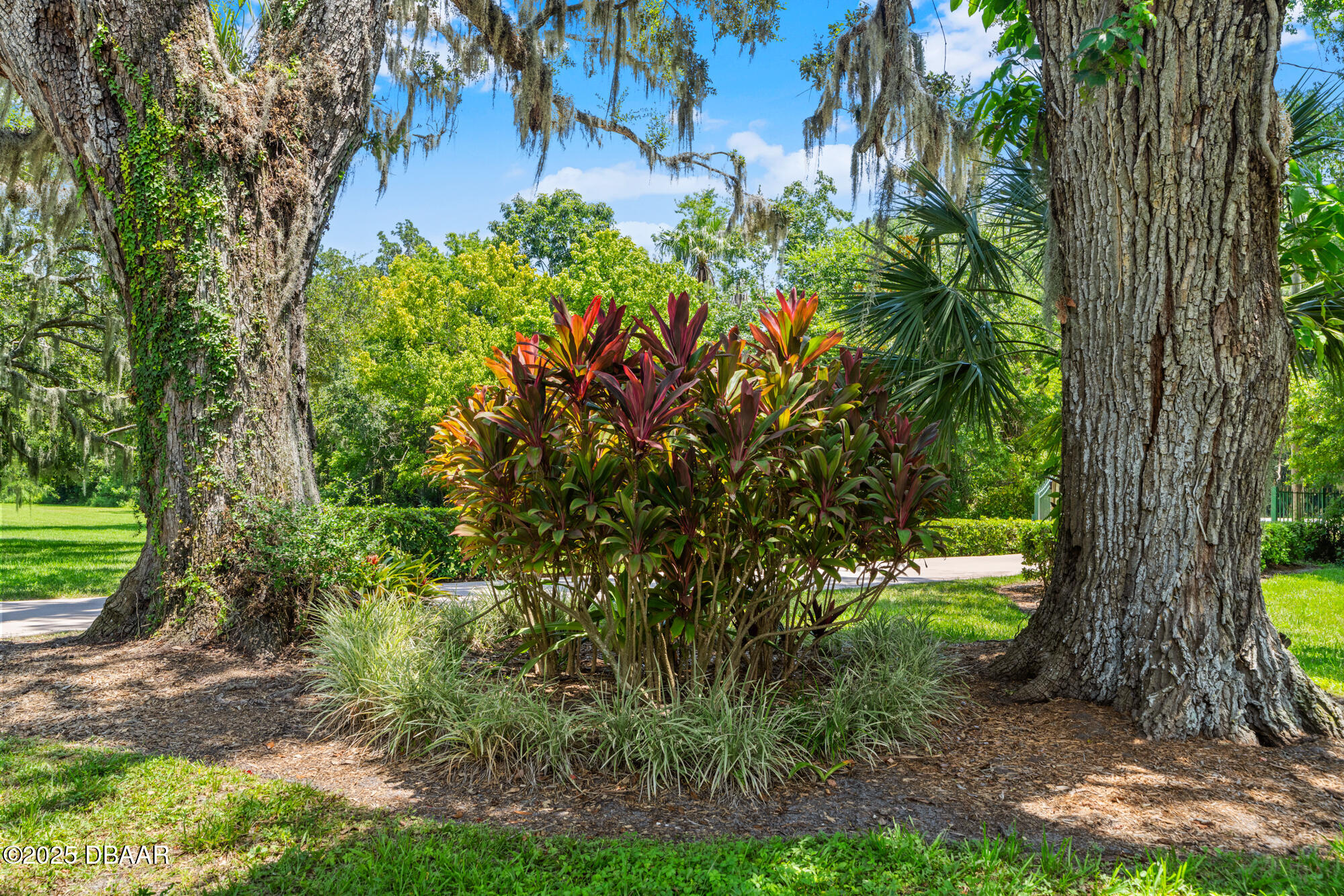 1010 Big Tree Road Daytona Beach, FL 32119 - Photo 33 of 41 a view of a yard with plants and a large tree