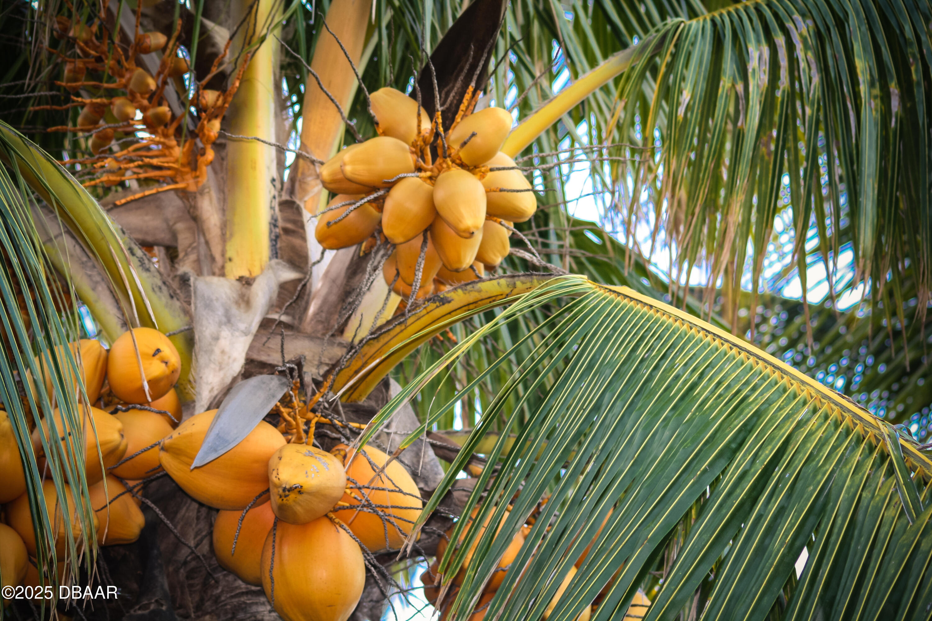 1010 Big Tree Road Daytona Beach, FL 32119 - Photo 35 of 41 a backyard of a house with table and chairs