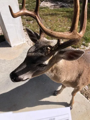 $2,075,000 | 30980 Witters Lane, Big Pine Key, FL 33043