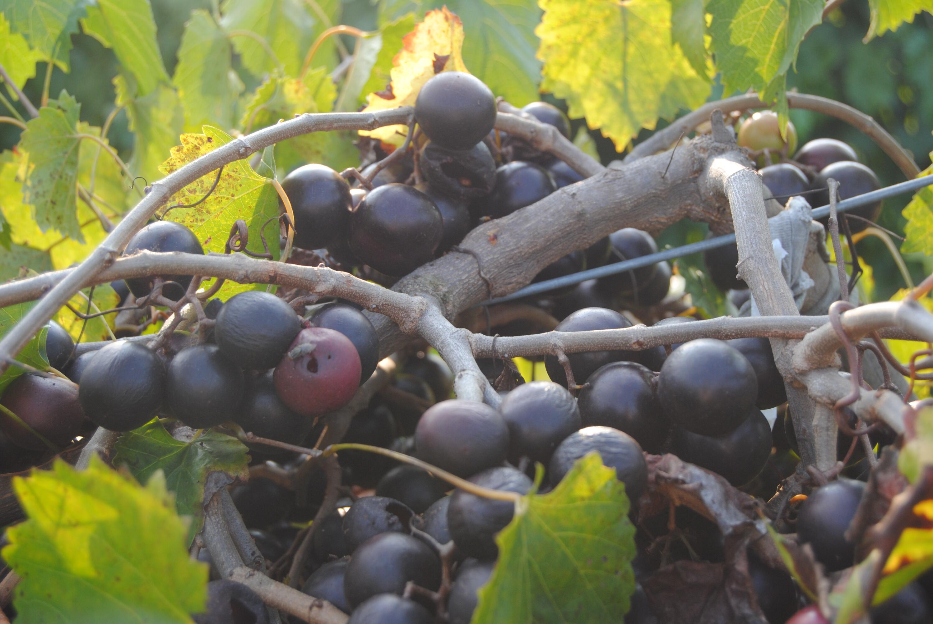 60 Tara Drive Ridgeway, VA 24148 - Photo 90 of 93