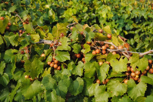 $1,075,000 | 60 Tara Drive, Ridgeway, VA 24148