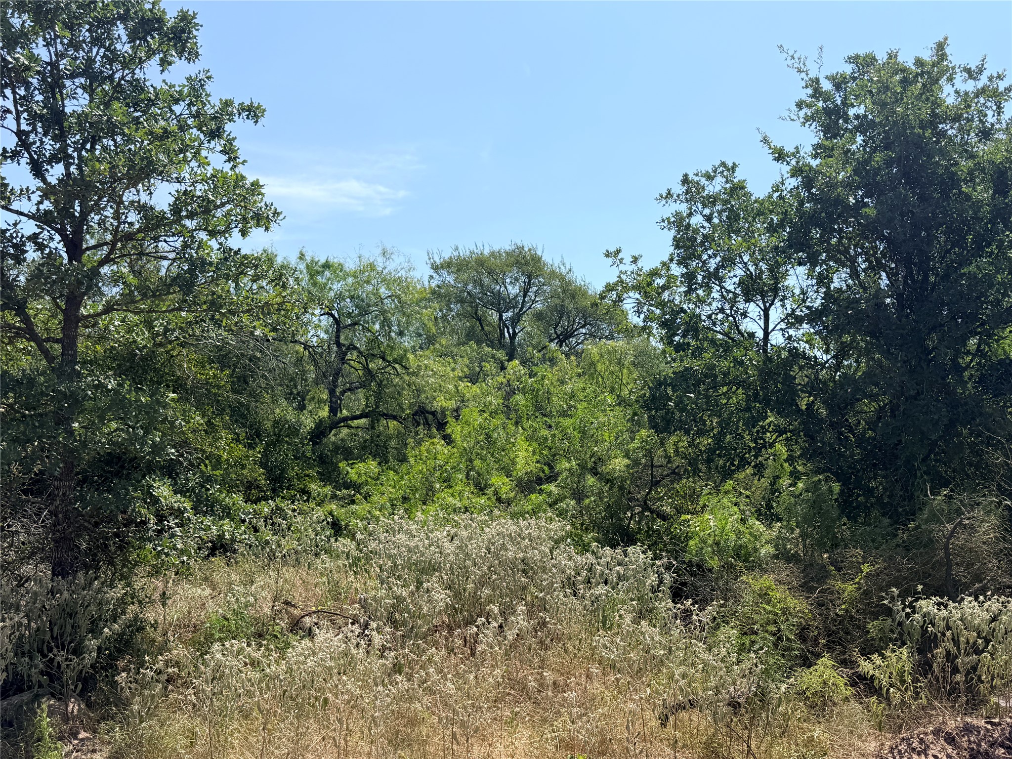 1 Rd Luling Tx 78648 Road Luling, TX 78648 - Photo 14 of 19 Mature trees and native vegetation create a natural privacy buffer under clear blue skies.