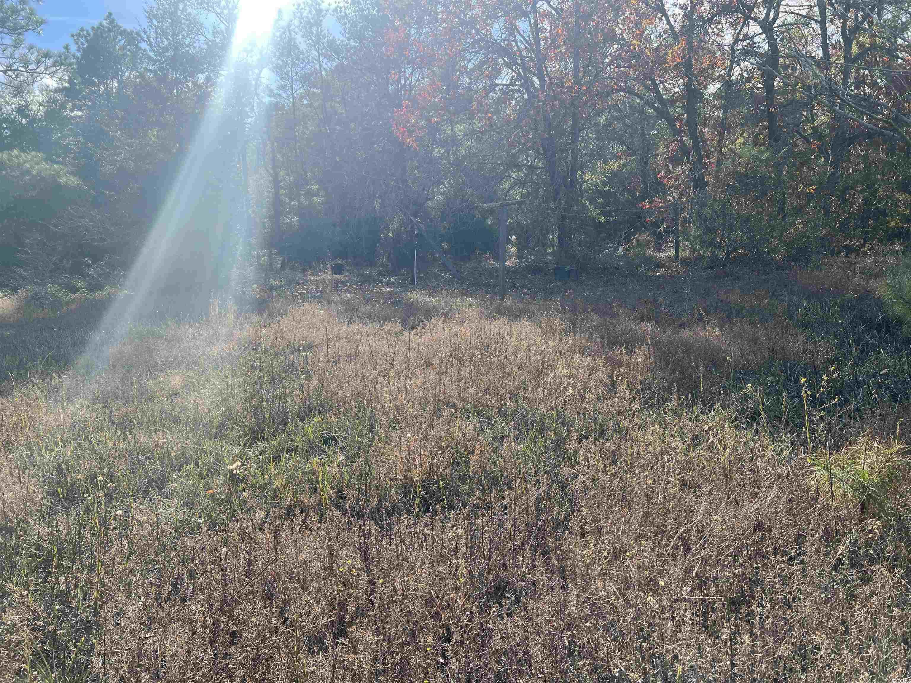 1563 Oakridge Road Gresham, SC 29546 - Photo 6 of 8 View of yard