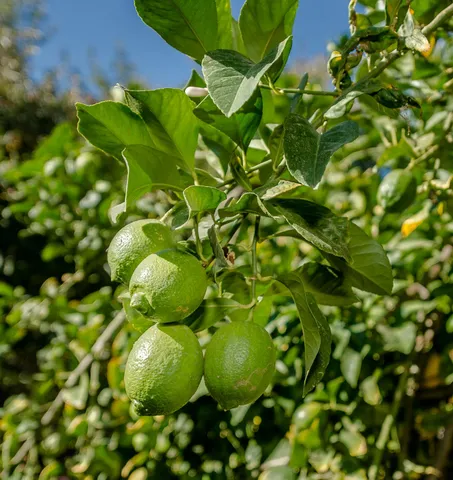 $539,000 | 628 California Street, Woodland, CA 95695