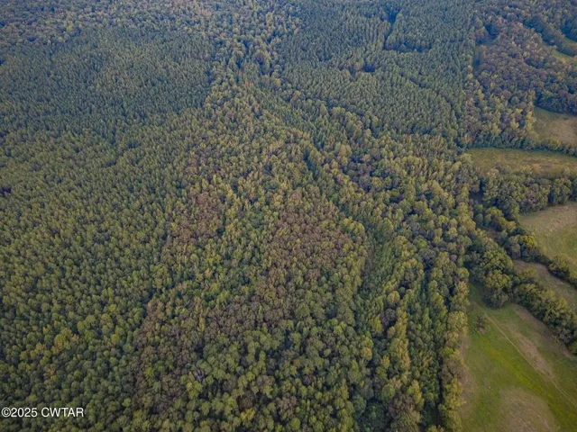 a view of a forest with a street