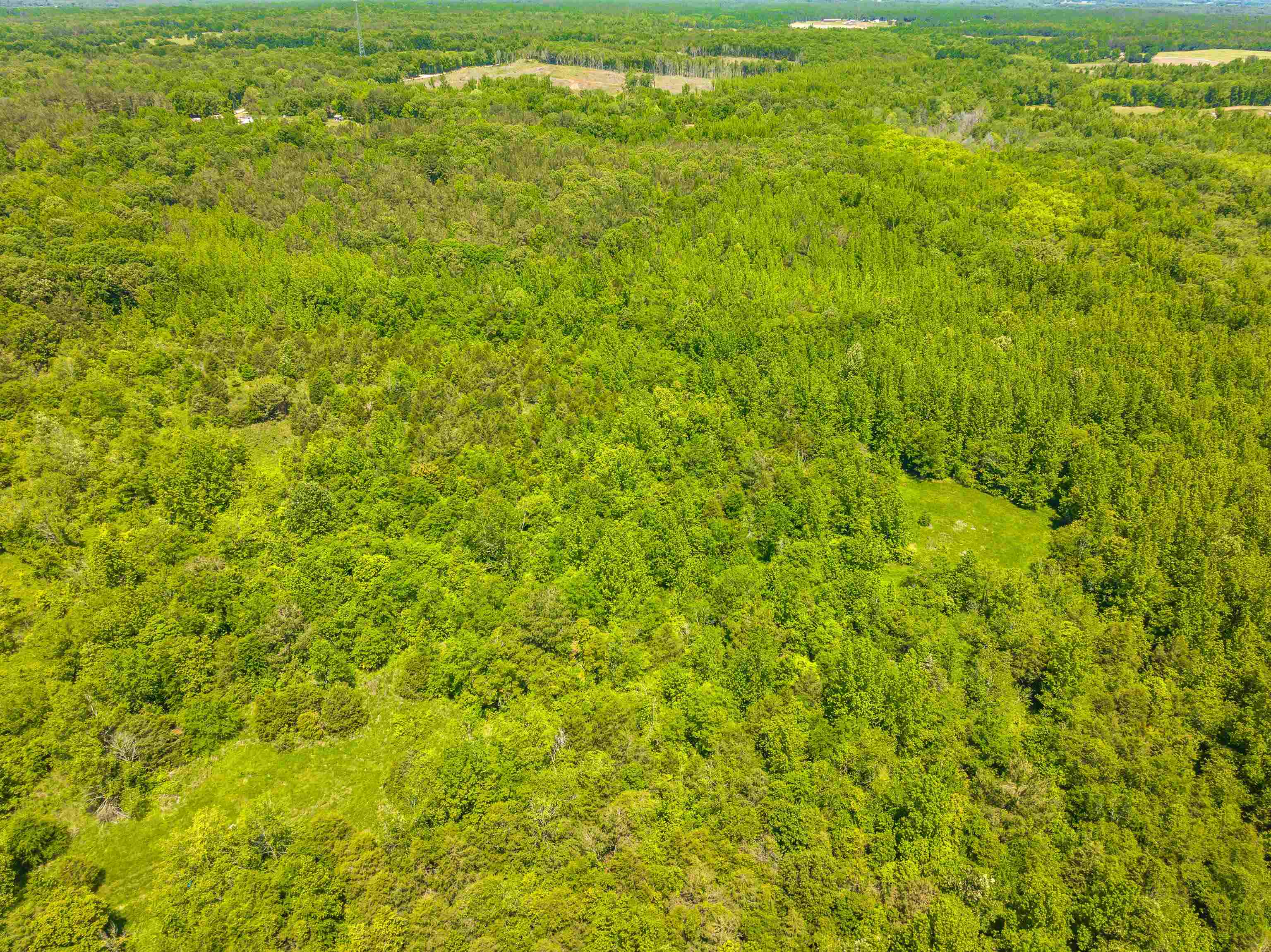 2340 Center Hill Road Finger, TN 38334 - Photo 7 of 21 a view of a big yard with plants and large trees
