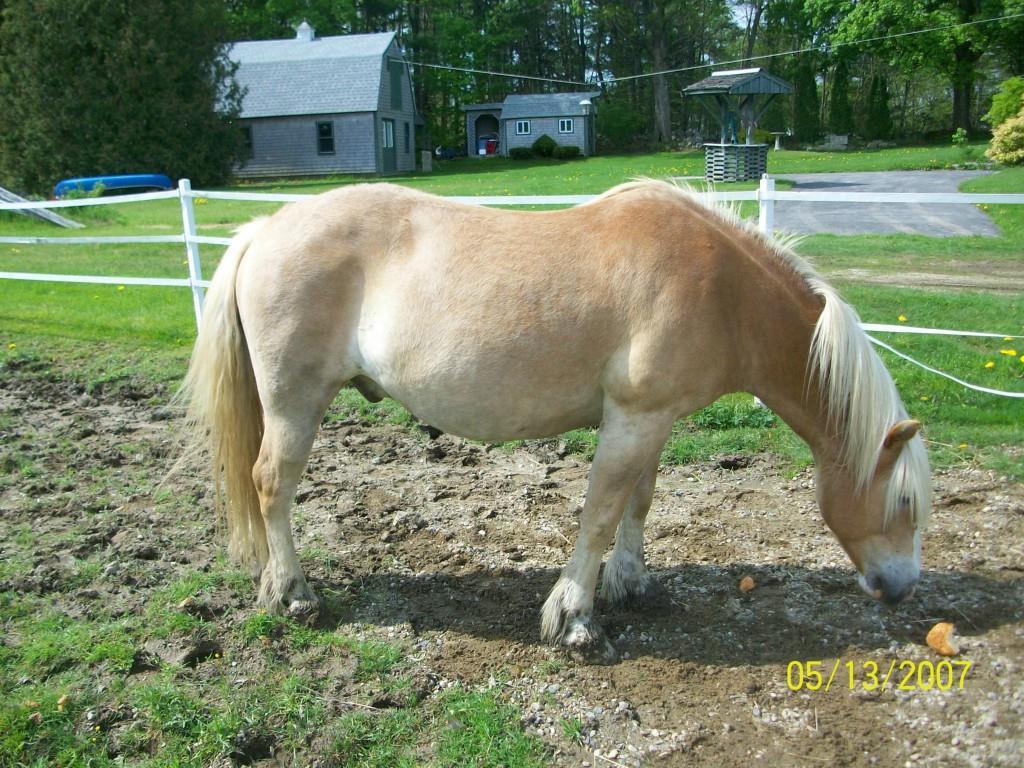 142 Louden Road Saco, ME 04072 - Photo 35 of 35 Meet Teddy. He had a great life here...