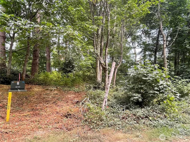 a view of a forest with trees in the background