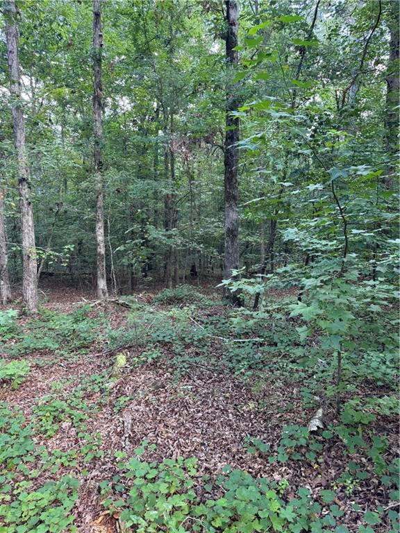 16653 Highway 36 Covington, GA 30014 - Photo 50 of 54 a view of a forest that has large trees