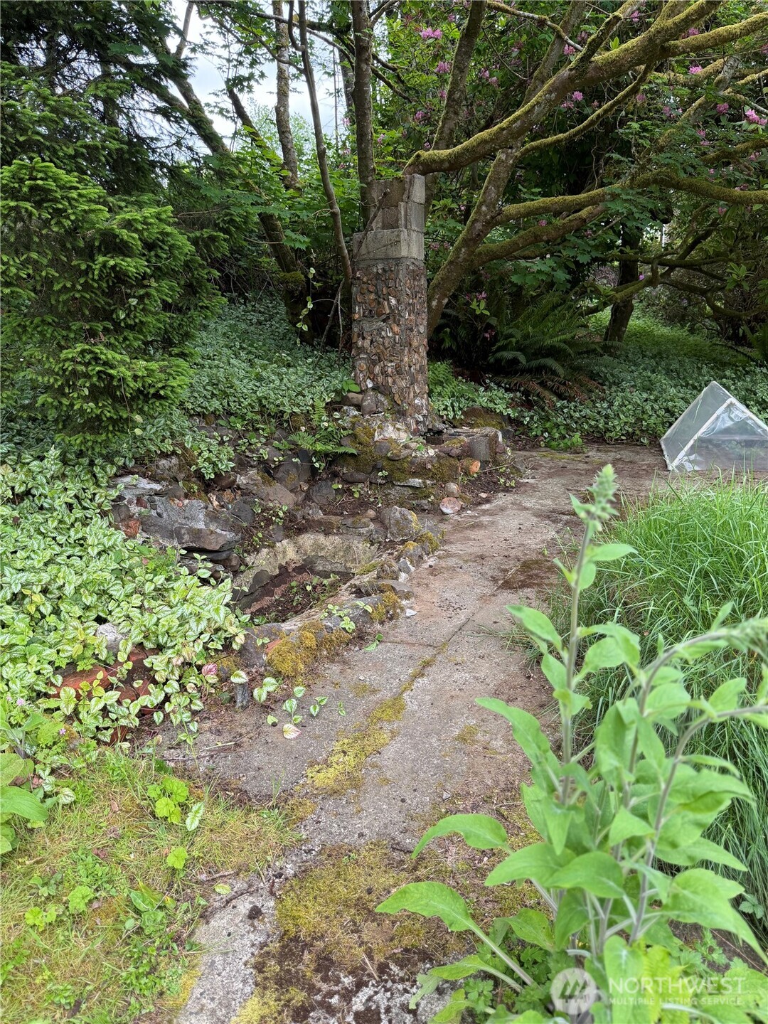 1171 Ray Hicks Street Raymond, WA 98577 - Photo 29 of 33 a view of a yard with plants and large trees