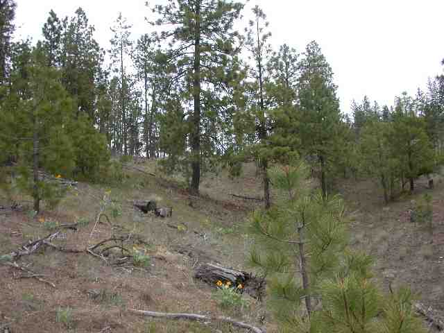0 Corkscrew Canyon Road Tumtum, WA 99034 - Photo 2 of 4 Gallery Image 2