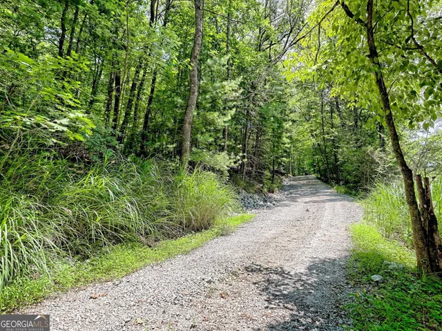 a view of a yard with plants and large trees