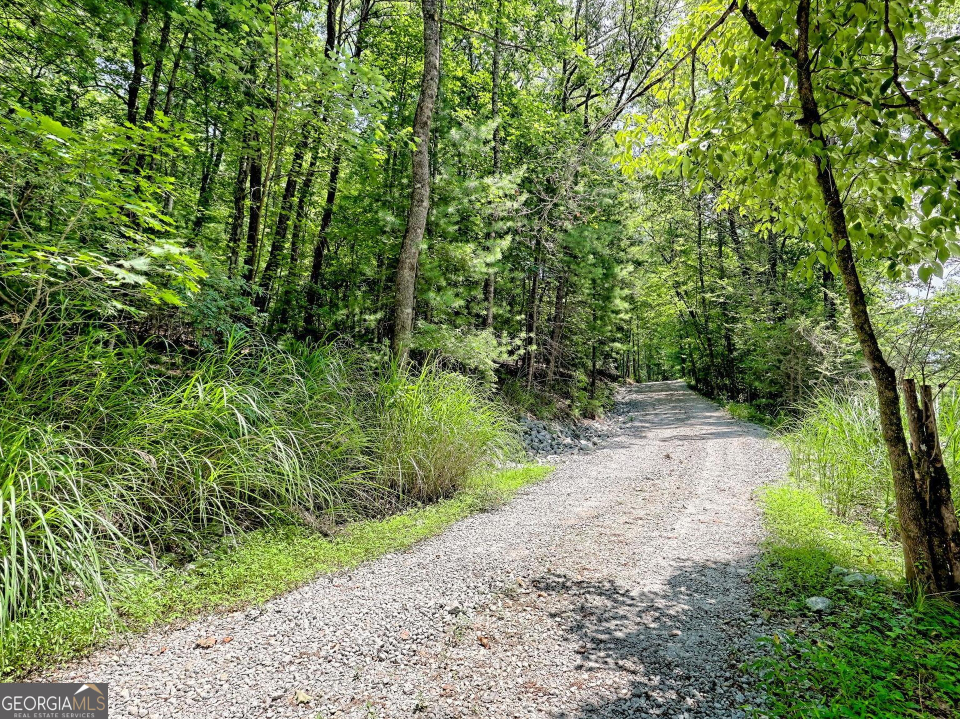 249 Spruce Creek Road Lakemont, GA 30552 - Photo 5 of 55 a view of a yard with plants and large trees