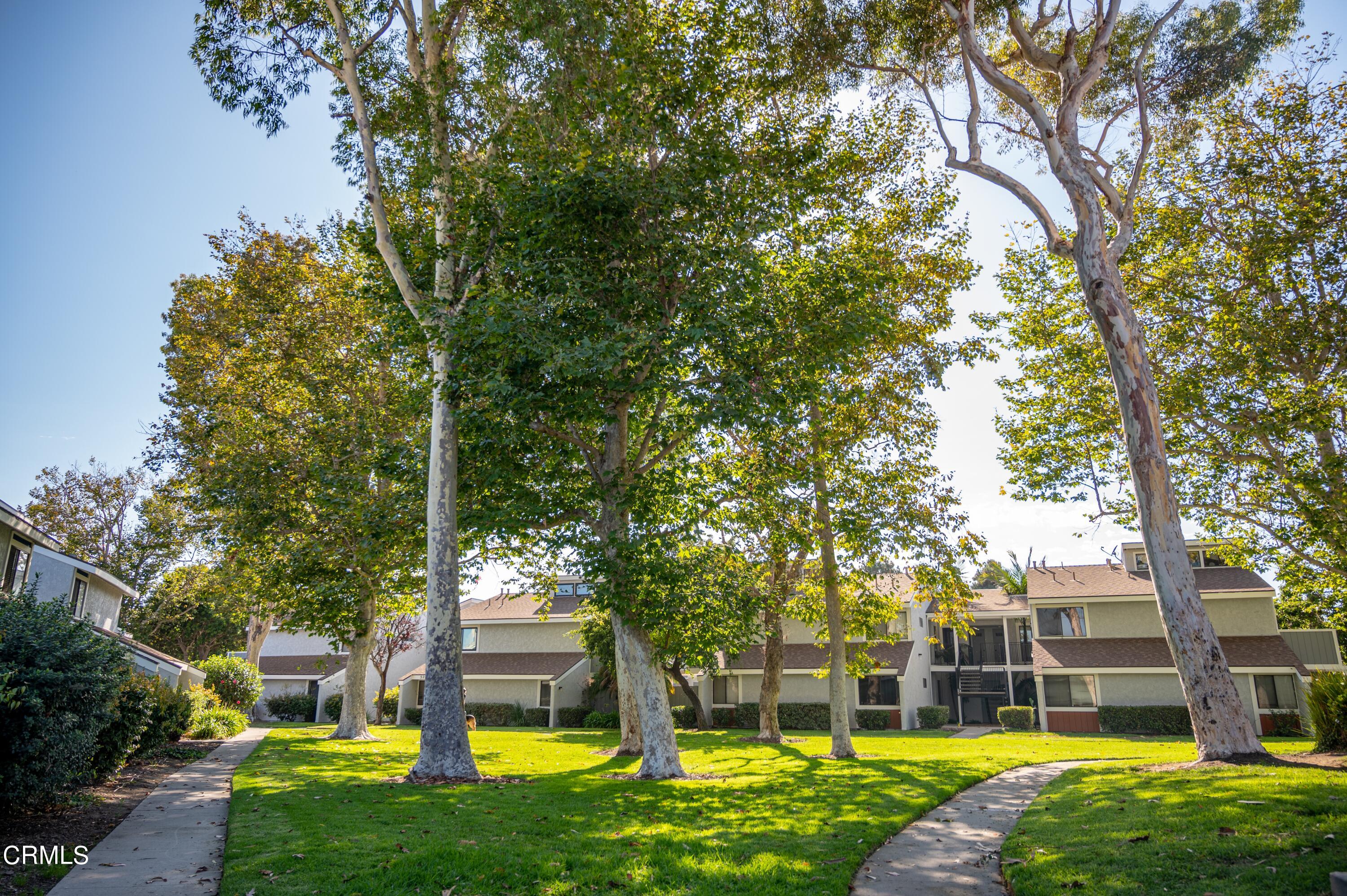 5170 Longfellow Way Oxnard, CA 93033 - Photo 3 of 12 a view of a yard with plants and large trees