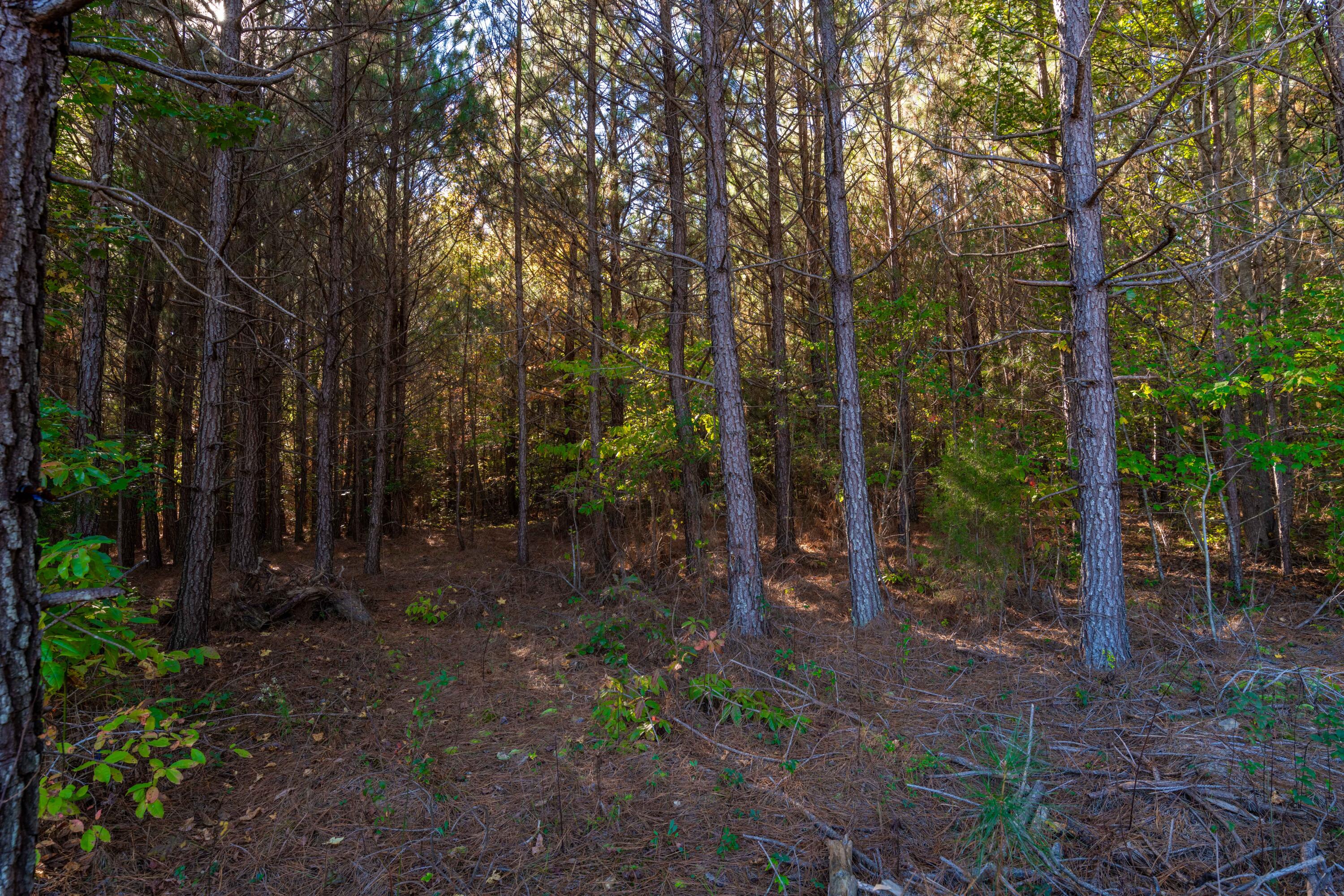 365 Sunny View Road Dayton, TN 37321 - Photo 10 of 31 D85_9515