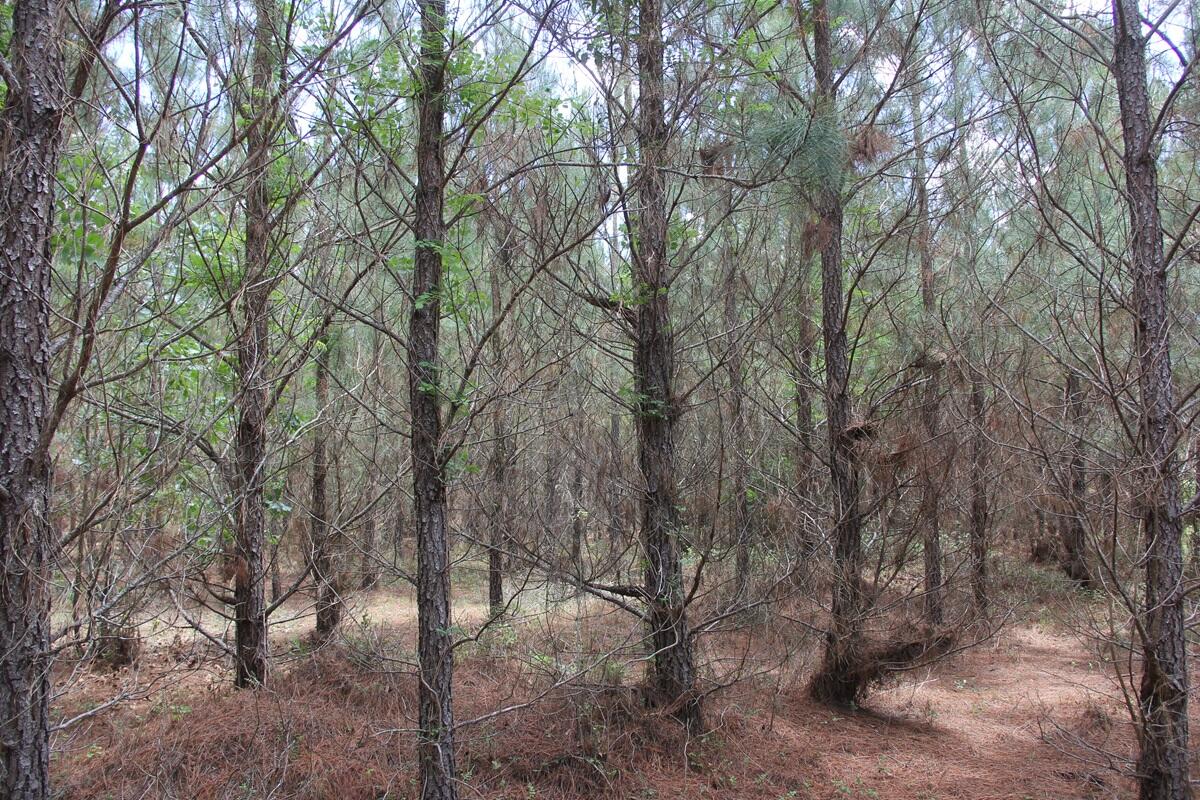 0 New Hope Road St. Matthews, SC 29135 - Photo 11 of 14 IMG_9938