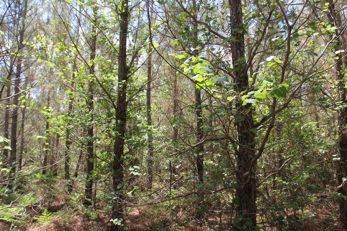 0 New Hope Road St. Matthews, SC 29135 - Photo 13 of 14 IMG_9935