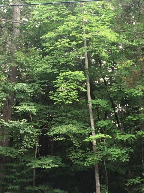 45-10 Walter Hill Road Naples, ME 04055 - Photo 2 of 4 IMG_2182