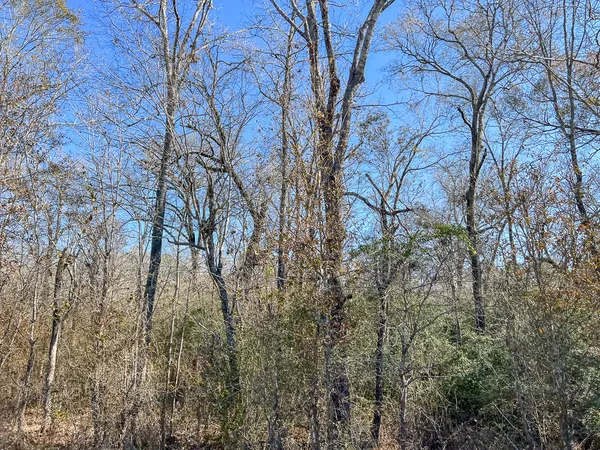 a backyard of a house with lots of trees