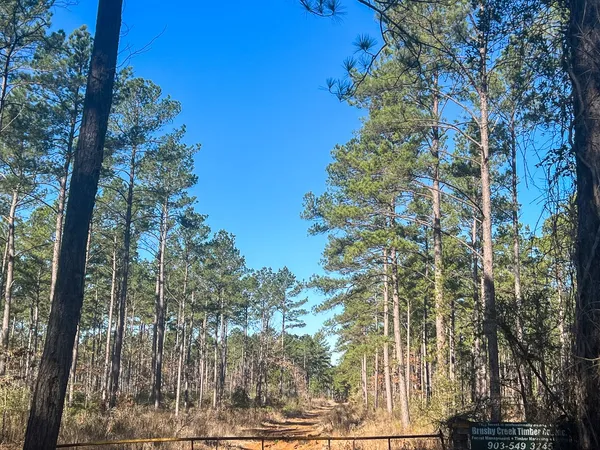 a view of a yard with tree s
