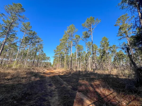 a view of a pathway with a tree